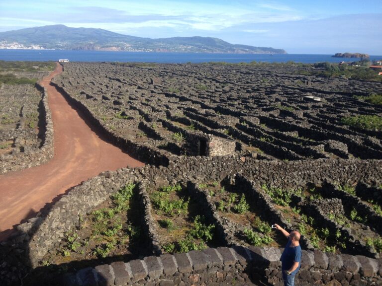 Vinhas em solo vulcânico na ilha do Pico