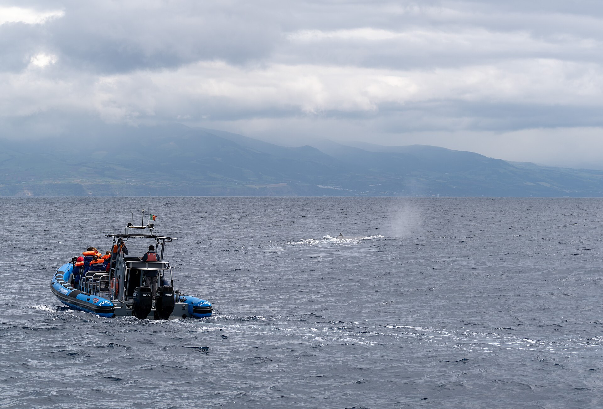 Barco de observação a acompanhar um cachalote ao largo de São Miguel nos Açores