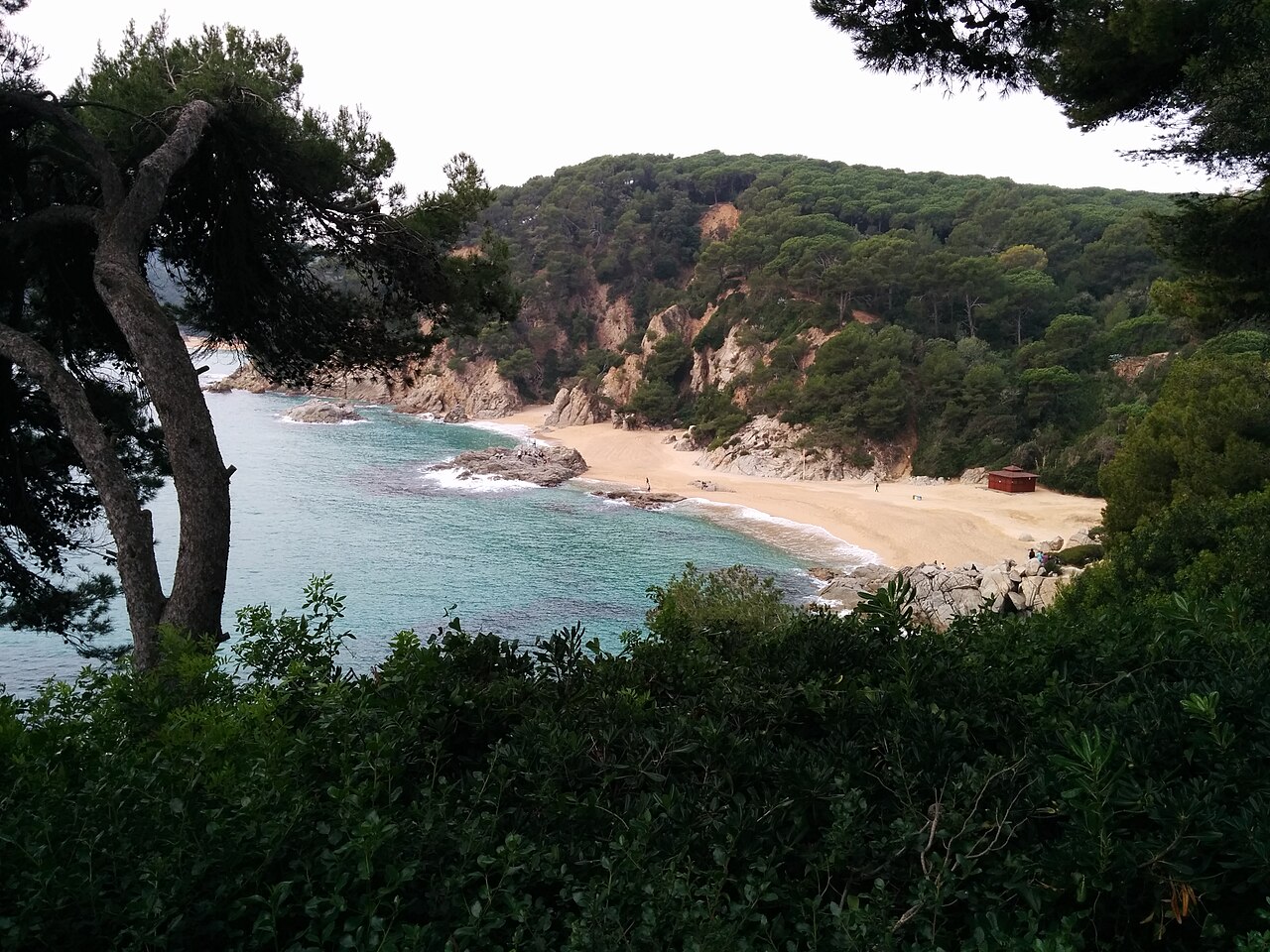 Playa de Sa Boadella entre pinos y laderas de Lloret de Mar