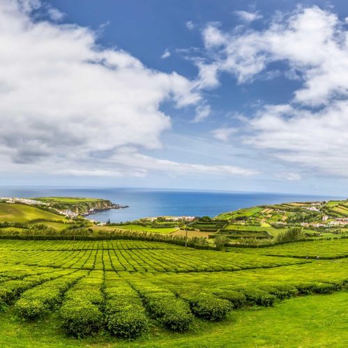 acores-che-gorriana