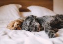 Pet-friendly vacation rental